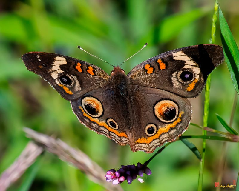 Common Buckeye Butterfly (Junonia coenia) (DIN0423)
