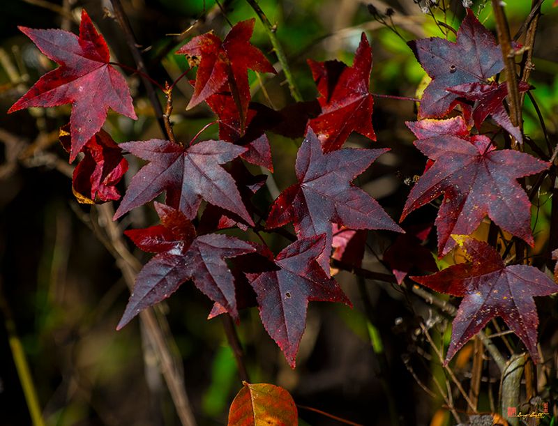 Sweetgum Fall Leaves (Liquidambar styraciflua) (DF014)