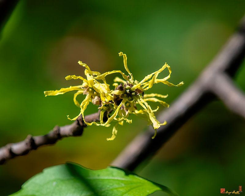 Common Witch-hazel or American Witch-hazel (Hamamelis virginiana) (DFL1528)