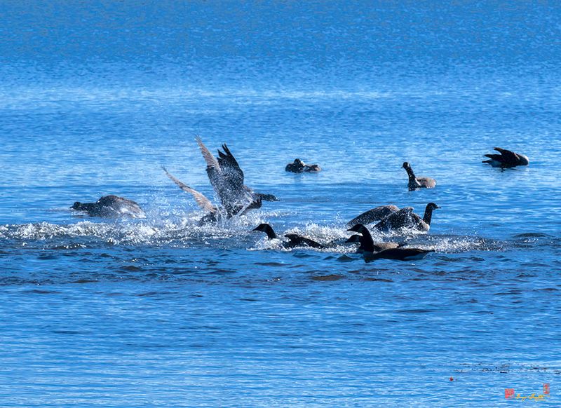 Canada Geese Playing (Branta canadensis) (DWF0258)