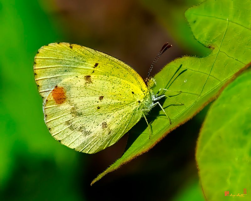 Little Yellow Butterfly (Pyrisitia lisa or Eurema lisa) (DIN0214)