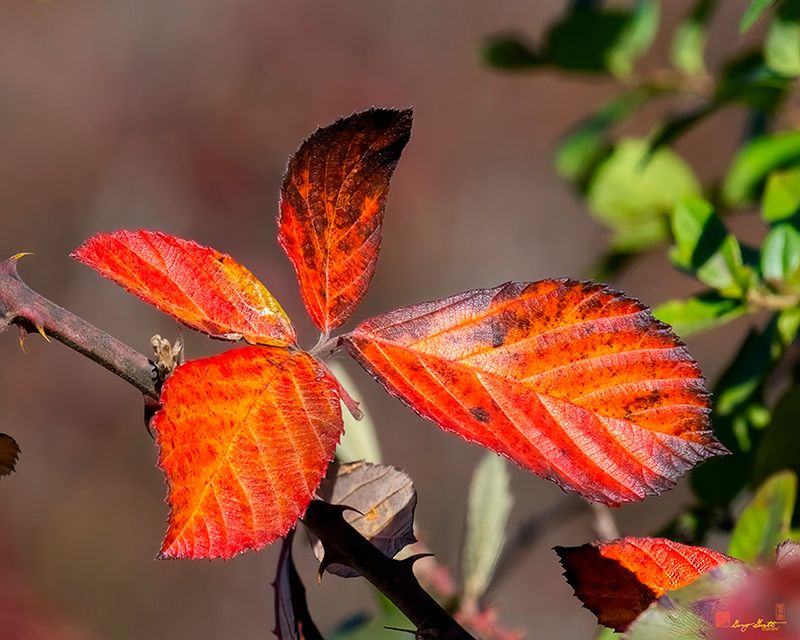 Allegheny Blackberry Leaves (Rubus allegheniensis) (DF032)