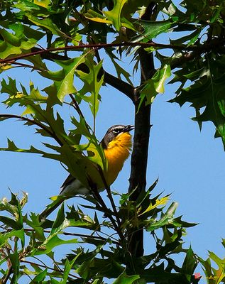 Yellow-breasted Chat (DSB179)