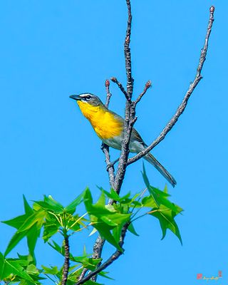 Yellow-breasted Chat (DSB196)