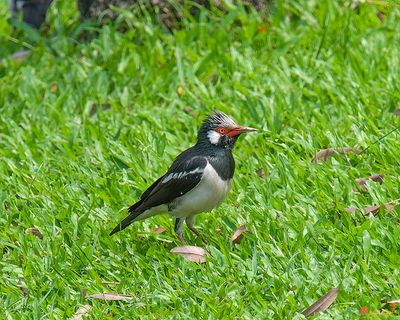 Pied Mynas or Asian Pied Starlings