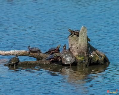 Pond Turtles