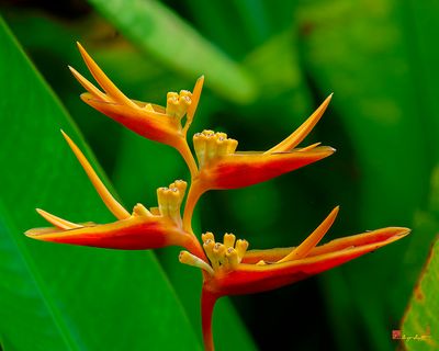 Heliconia (Heliconia sp.) (DTHN0393)