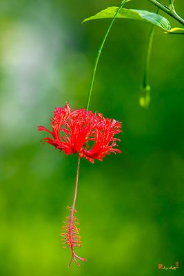Spider Hibiscus, Fringed Rosemallow, Japanese Lantern, or Coral Hibiscus (Hibiscus schizopetalus) (DTHN0402)