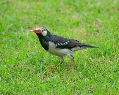 Indian Pied Myna or Asian Pied Starling (Sturnus contra) (DTHN0048)