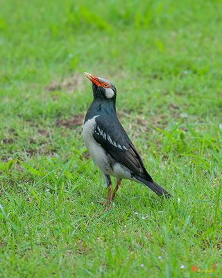 Indian Pied Myna or Asian Pied Starling (Sturnus contra) (DTHN0049)
