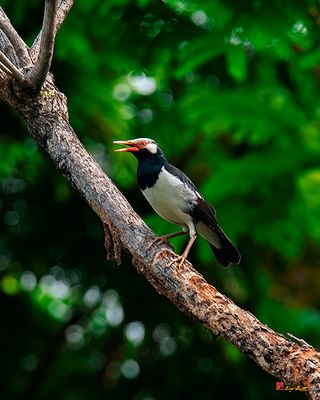 Indian Pied Myna or Asian Pied Starling (Gracupica contra) (DTHN0405)