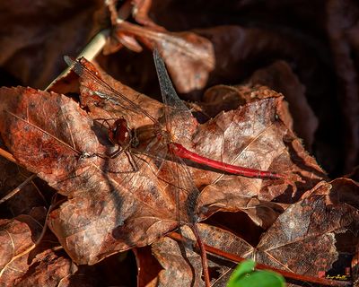 Ruby Meadowhawk or Red-tailed Meadowfly (Dragonfly) (Sympetrum rubicundudlum) (DIN0345)