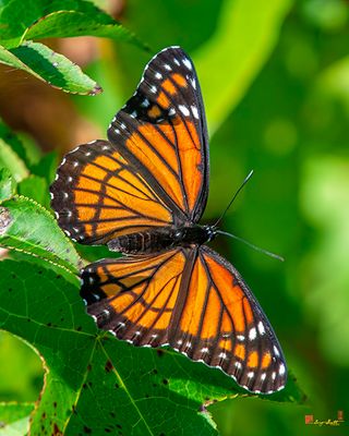 Viceroy Butterfly (Limenitis archippus) (DIN0349)