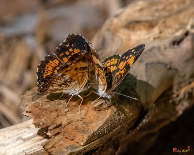 Pearl Crescent Butterflies (Phyciodes tharos) (DIN0288)