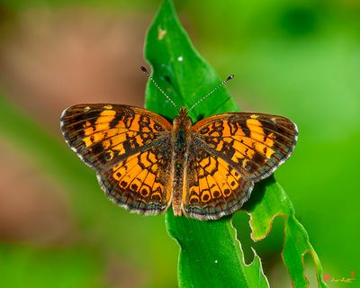 Pearl Crescent Butterfly (Phyciodes tharos) (DIN0350)