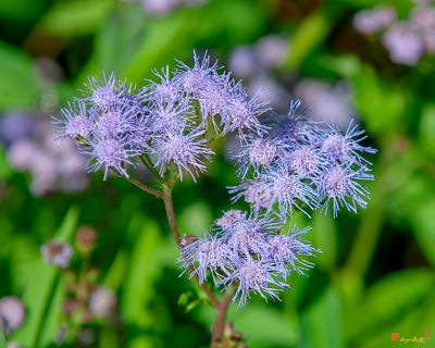 Blue Mistflower (Conoclinium coelestinum) (DFL1215)