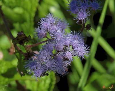 Blue Mistflower (Conoclinium coelestinum) (DFF0018)