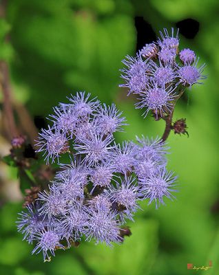 Blue Mistflower (Conoclinium coelestinum) (DFF0019)