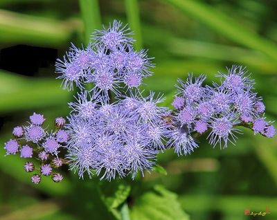 Blue Mistflower (Conoclinium coelestinum) (DFF0021)