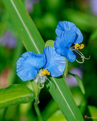 Erect Dayflower (Commelina erecta) (DFL1217)