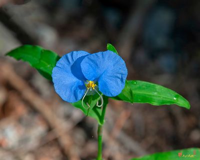 Erect Dayflower (Commelina erecta) (DFL1218)