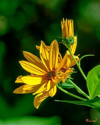 Pale-leaved Sunflower (Helianthus strumosus) (DFL1223)