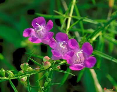 Purple False Foxglove or Purple Gerardia (Agalinis purpurea) ()