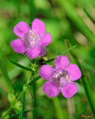 Purple False Foxglove or Purple Gerardia (Agalinis purpurea) (DFF0041)