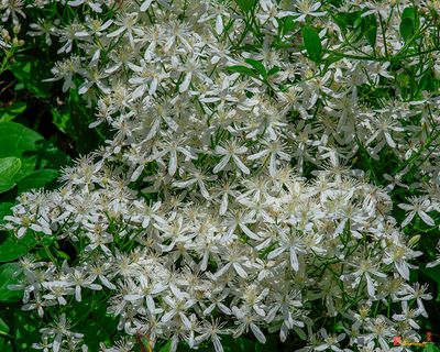 Sweet Autumn Clematis or Japanese Clematis (Clematis terniflora) (DFL1230)