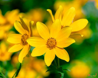 Tickseed Sunflowers (Bidens aristosa) (DFL1232)