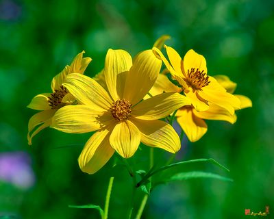 Tickseed Sunflowers (Bidens aristosa) (DFL1234)