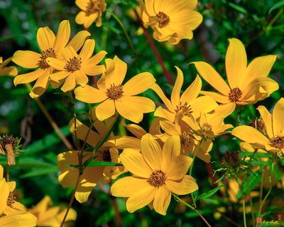 Tickseed Sunflowers (Bidens aristosa) (DFL1235)