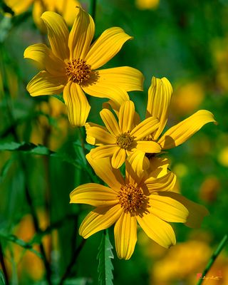 Tickseed Sunflowers (Bidens aristosa) (DFL1236)