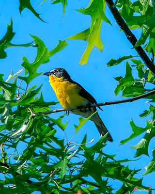 Yellow-breasted Chat (Icteria virens) (DSB0233)