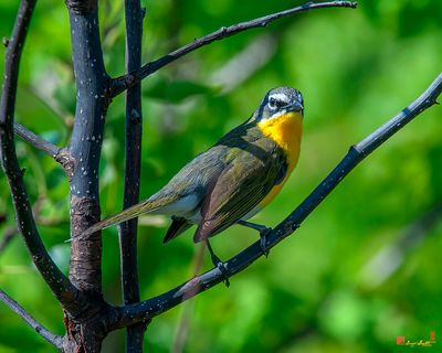 Yellow-breasted Chat (Icteria virens) (DSB0402)