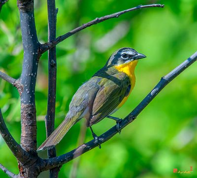 Yellow-breasted Chat (Icteria virens) (DSB0403)