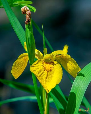 Yellow Flag (Iris pseudacorus) (DFL1244)