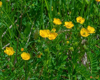 Common Buttercup (Ranunculus acris) (DFL1245)