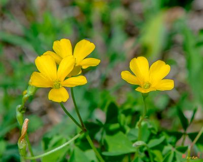 Yellow Wood Sorrel or Sour Grass (Oxalis stricta) (DFL1246)