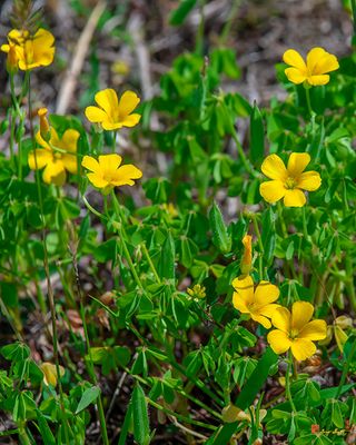 Yellow Wood Sorrel or Sour Grass (Oxalis stricta) (DFL1247)