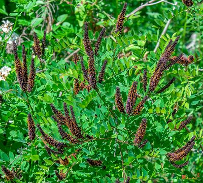 False Indigo Bush (Amorpha fruticosa) (DFL1249)