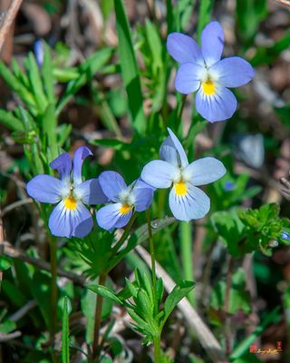 Field Pansy (Viola bicolor) (DFL1250)