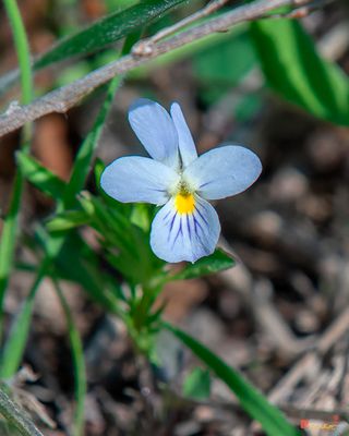 Field Pansy (Viola bicolor) (DFL1251)