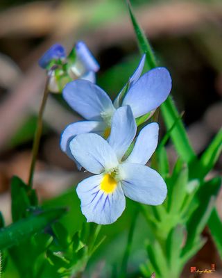 Field Pansy (Viola bicolor) (DFL1252)