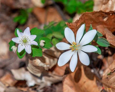 Rue Anemone (Thalictrum thalictroides) (DFL1258)