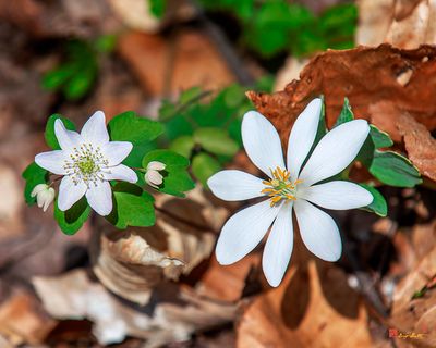 Bloodroot and Rue Anemone (Sanguinaria canadensis) (DFL1259)