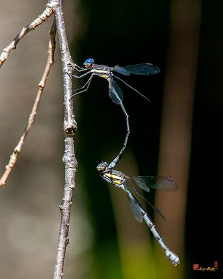 Great Spreadwing Damselflies