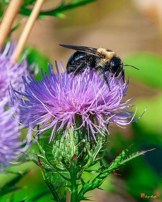 Eastern Carpenter Bee (Xylocopa virginica) (DIN0360)