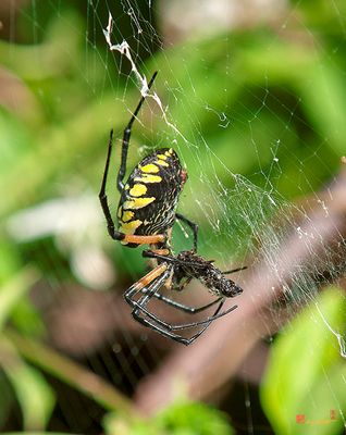 Black and Yellow Argiope or Yellow Garden Spider (Argiope aurantia) (DIN0228)