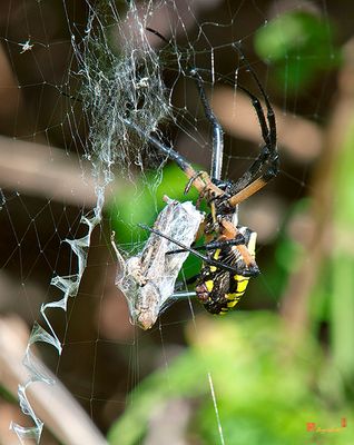 Black and Yellow Argiope or Yellow Garden Spider ( Argiope aurantia) (DIN0229)